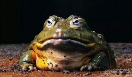 娱乐吃瓜酱牛蛙,揭秘娱乐圈那些不为人知的幕后故事